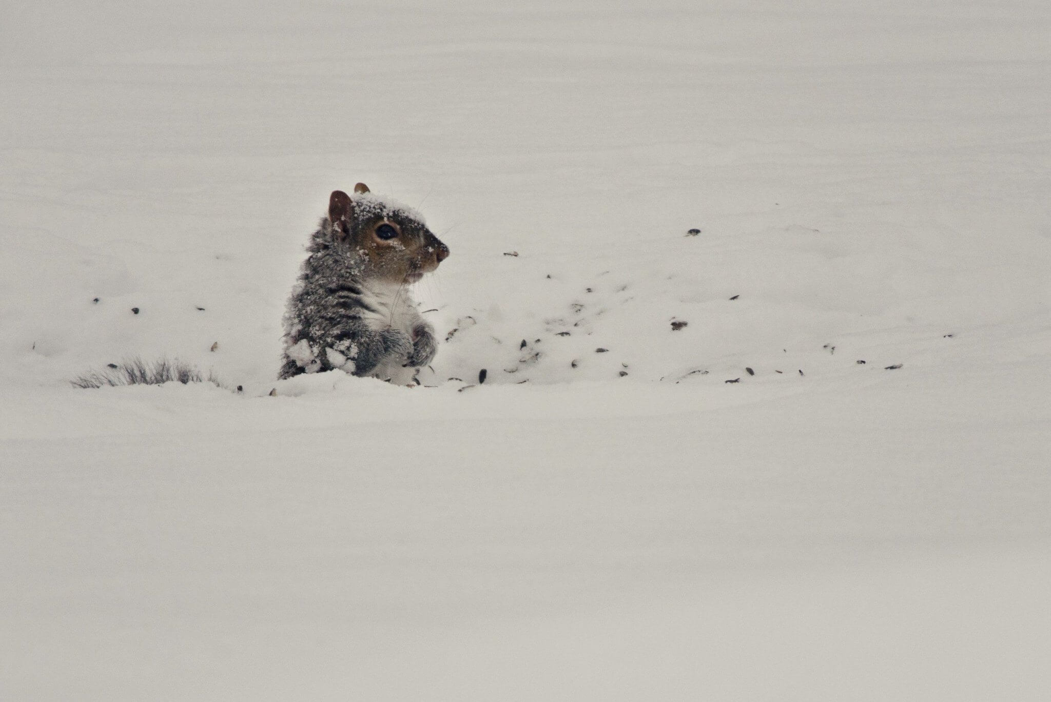 photo of squirrel in snow winter weight gain